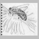 bee.jpg