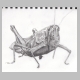 grasshopper.jpg