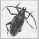 palo_verde_beetle.jpg