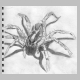 wolf_spider.jpg